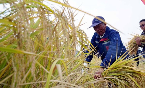 علماء صينيون يحددون جينين لتربية محاصيل أرز أكثر قدرة على تحمل درجات الحرارة
