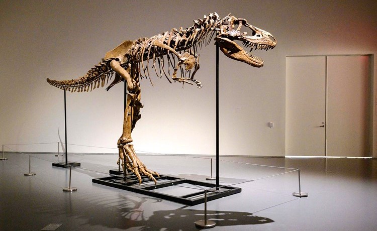 الديناصور عاش قبل أكثر من ٧٧ مليون سنة	(ا.ف.پ)