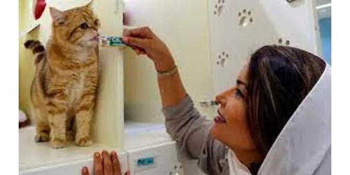 Saudi woman opens first 5-star hotel licensed for cats