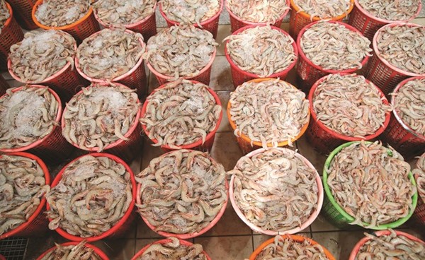 حضور كبير شهده سوق السمك أمس	(ريليش كومار)