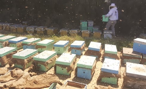 «الزراعة» تصدر لائحة «تربية النحل»: إنشاء المناحل بعيداً عن الطرق بـ 50 متراً على الأقل