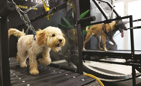 بالفيديو.. أبوظبي: صالة رياضية مكيّفة لتنقذ الكلاب من حرارة الصيف
