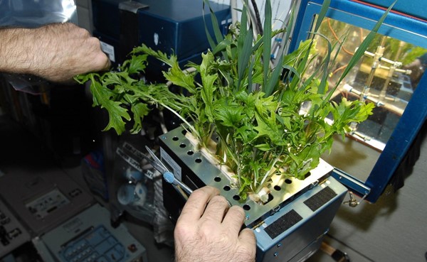 النباتان المزروعان في المختبر الفضائي الصيني ينموان بشكل جيد
