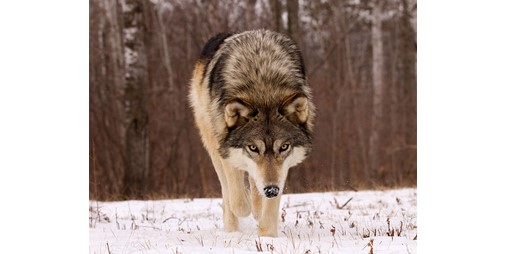 Can humans live with wolves like Mowgli?