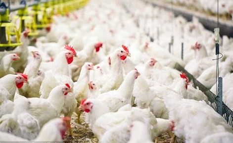 هولندا تعتزم إعدام 201 ألف دجاجة لاحتواء تفشي إنفلونزا الطيور