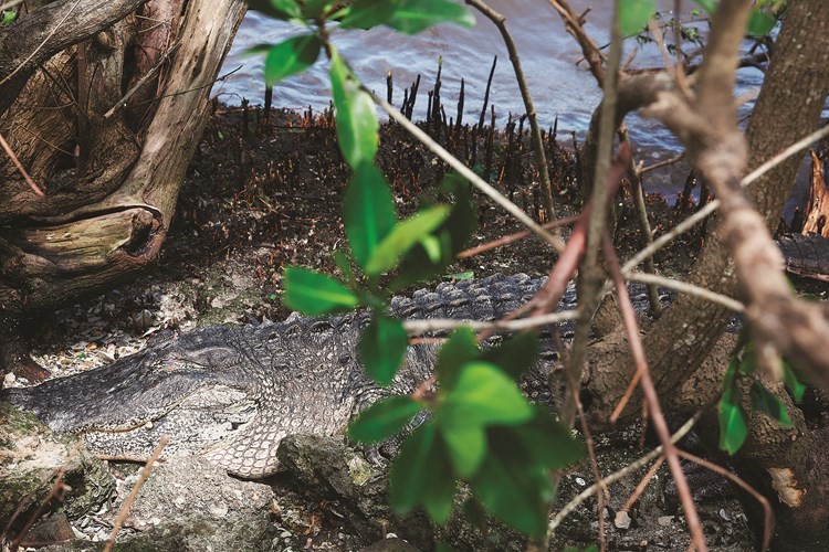 تمساح ظهر على الشاطئ بعدما ضرب الإعصار فلوريدا	(رويترز)