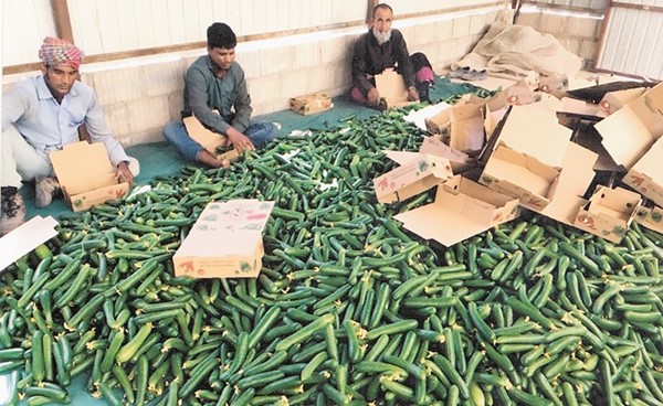 جهود المزارعين الكويتيين تصطدم بإشكالية التوزيع ما يتسبب في انخفاض أسعار منتجاتهم وتلف كمية كبيرة منها