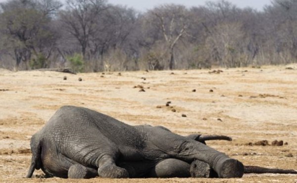 الجفاف يودي بأكثر من مئتي فيل خلال تسعة أشهر في كينيا