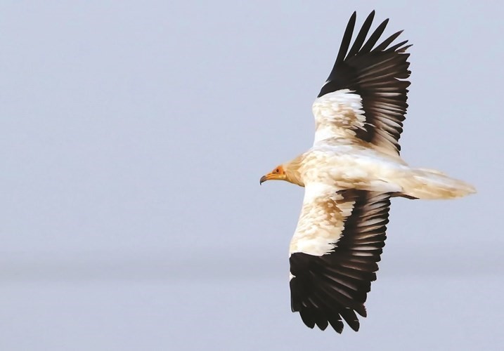 طائر الرخمة