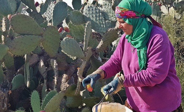 ثمرة التين الشوكي "عطية ثمينة" لسكان المناطق المهمّشة في تونس