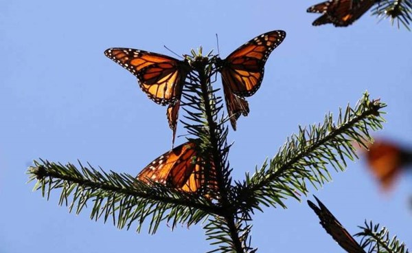 الفراشات الملكية في المكسيك تحيي الآمال في حمايتها من الانقراض