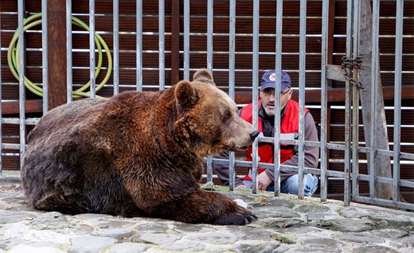 الدب البني "مارك" يستعيد حريته بعد 20 سنة داخل قفص قرب مطعم في ألبانيا