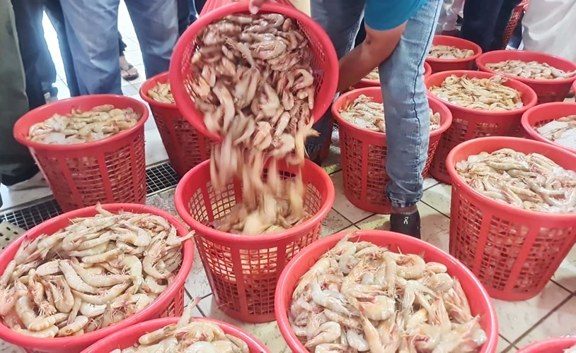 300 سلة روبيان بسوق شرق والفحيحيل والسعر من 50 لـ65 ديناراً