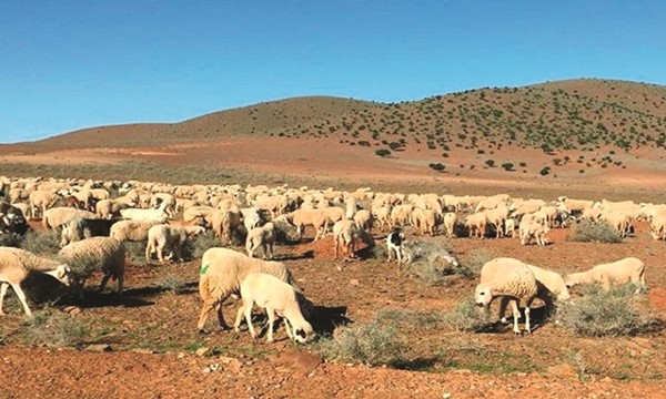 الرعي الجائر يواصل الزحف على الأراضي الزراعية وسط مطالب بالتدخل العاجل