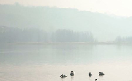 يسرُّ الناظرين.. البجع الأبيض يزيّن صفحة نهر الصين الأصفر - صورة 2 1219177 1