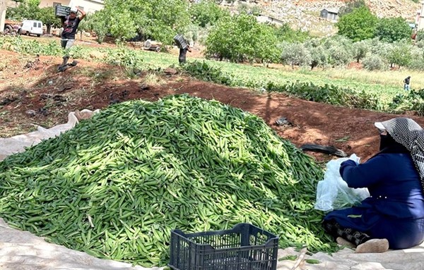 زراعة البازلاء اللبنانية خلال حصادها في بساتين بلدة جب جنين