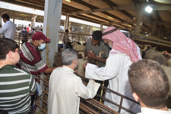  احد المضحين يعاين الاضحية قبل شرائها (احمد علي)