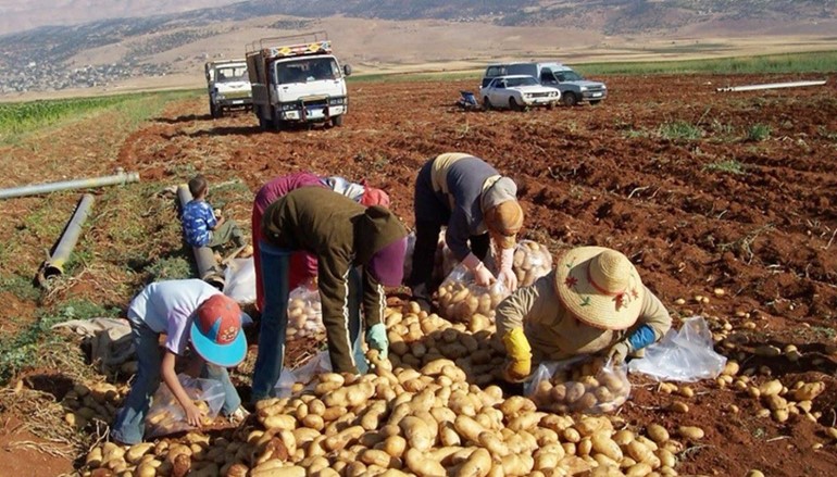 زراعة البطاطا في البقاع (محمود الطويل)