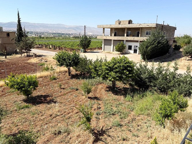 مزارعو البقاع يطلقون صرخة لحماية أرزاقهم