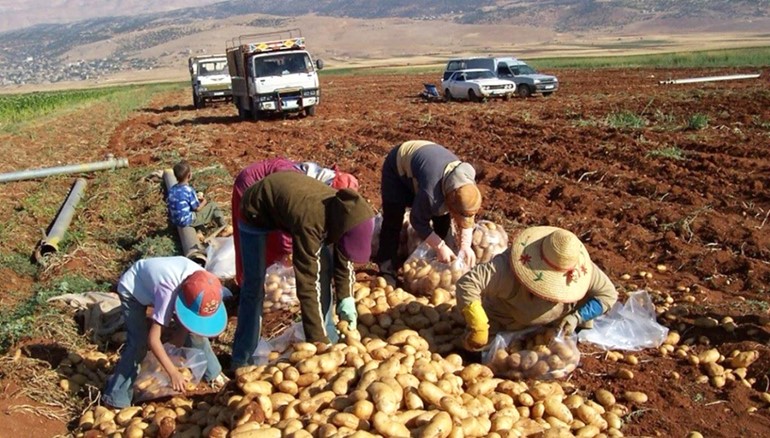 مزارعو البقاع يطلقون صرخة لحماية أرزاقهم