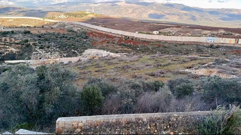 أشجار الزيتون بالقرب من الجدار الأسمنتي غرب بلدة كفر كلا
