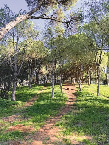 سلام تفقد حرش بيروت وهمس حول اقتطاع مساحة لملعب كرة قدم حسب وعد لرئيس الفيفا 