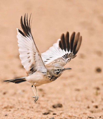 طائر الورقاء