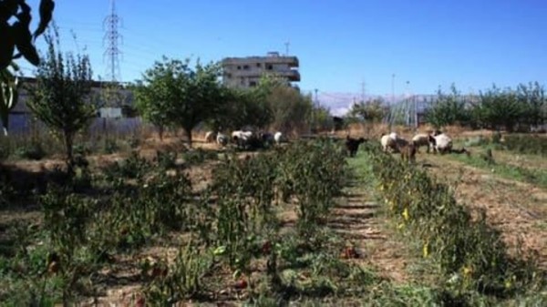 أضرار زراعية جراء المادة الكيميائية التي استخدمتها الطائرات الإسرائيلية في جنوب لبنان