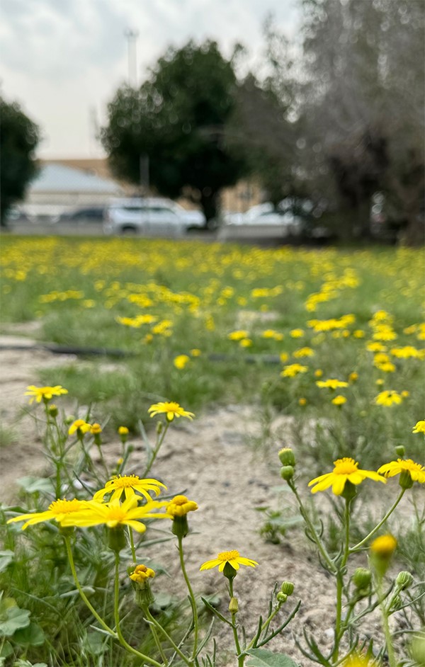 أزهار النوير شموس صغيرة تزين الحدائق