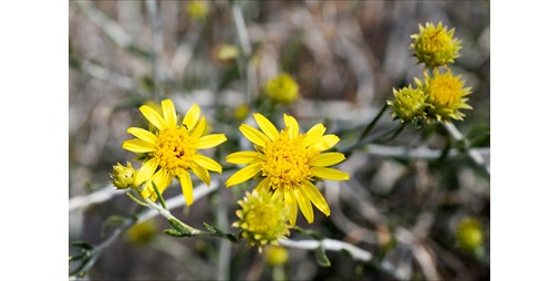 زهرة العرفج.. رمزية وطنية تعبر عن وحدة أهل الكويت في وجه العدوان الآثم
