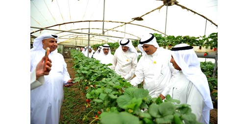 محافظ الأحمدي تفقّد منطقة الوفرة الزراعية: تذليل العقبات أمام المزارعين لتعزيز منظومة الأمن الغذائي