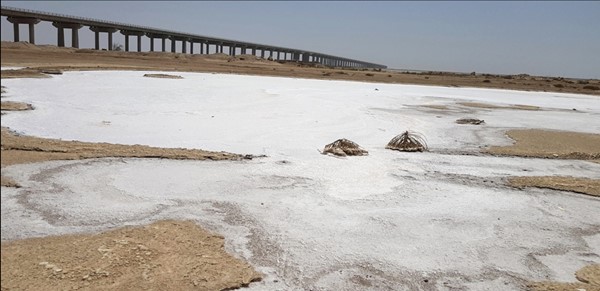 السبخات الساحلية في الكويت موئل غني بالكثير من الموارد