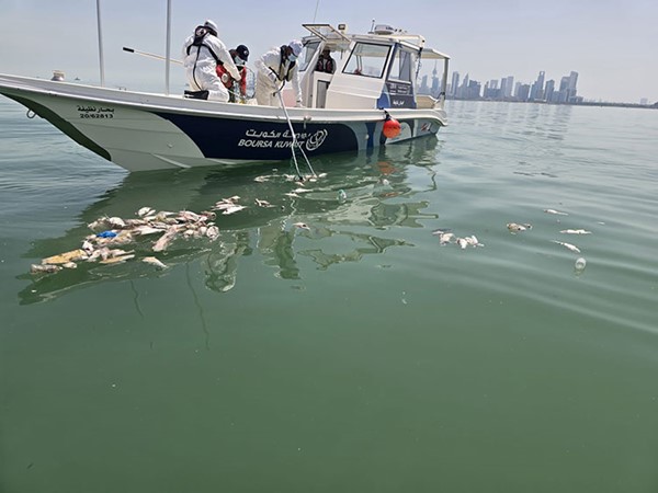 «الغوص» يرفع 3 أطنان من الأسماك النافقة بساحلي «الوطية» و«الشويخ» خلال أسبوعين