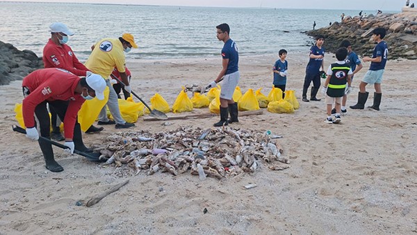 «الغوص» يرفع 3 أطنان من الأسماك النافقة بساحلي «الوطية» و«الشويخ» خلال أسبوعين