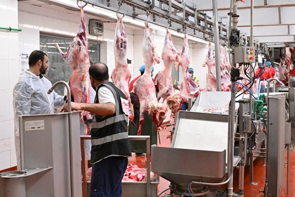 متابعة دقيقة لجميع مراحل ذبح الأضاحي (قاسم باشا)