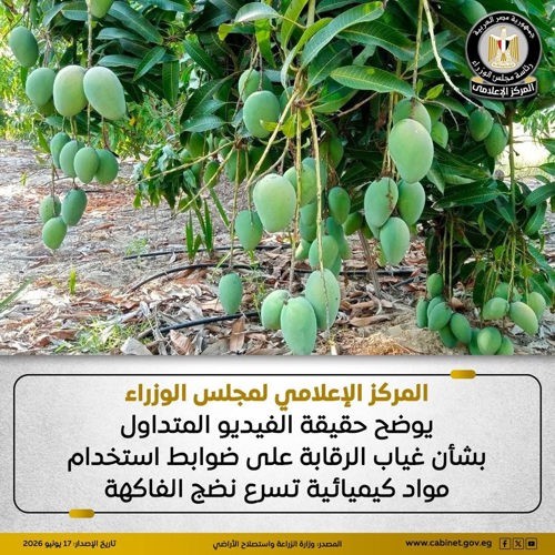 الحكومة توضح حقيقة فيديو يزعم غياب الرقابة على استخدام مواد كيميائية بالفاكهة