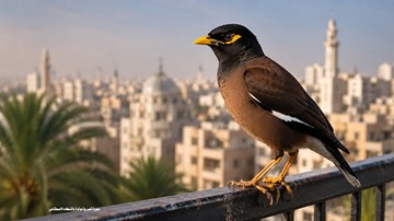 طائر يبدو أليفاً لكنه يثير القلق البيئي.. تحذيرات متزايدة من انتشار المينا الهندي في دول عربية
