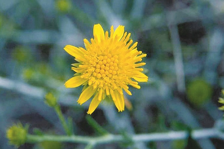 زهرة العرفج