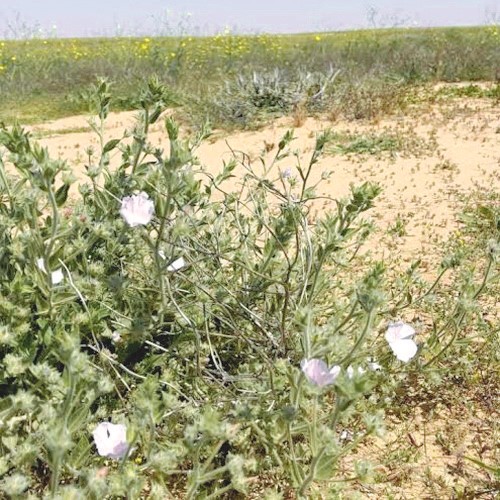 نبتة الرخامي