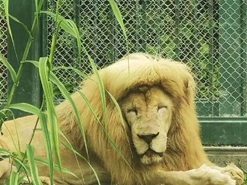 رحيل الأسد &laquo;هان هان&raquo;.. نهاية صاحب الصورة الأشهر في حديقة حيوان صينية
