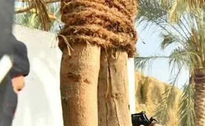 «شمس الزناتي 2» يواصل تصوير مشاهده في «الفيوم»