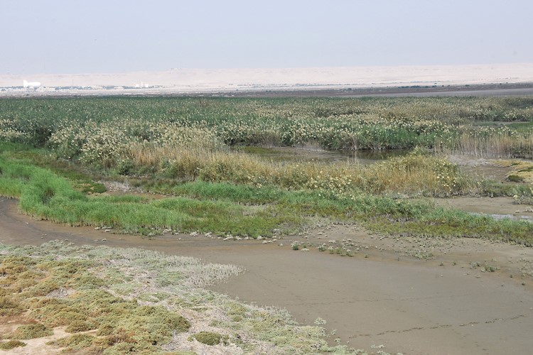 جانب من الزراعات المتنوعة في محمية الجهراء