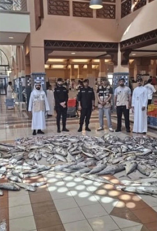 إتلاف 500 كلغ من الأسماك الفاسدة في «الأحمدي»