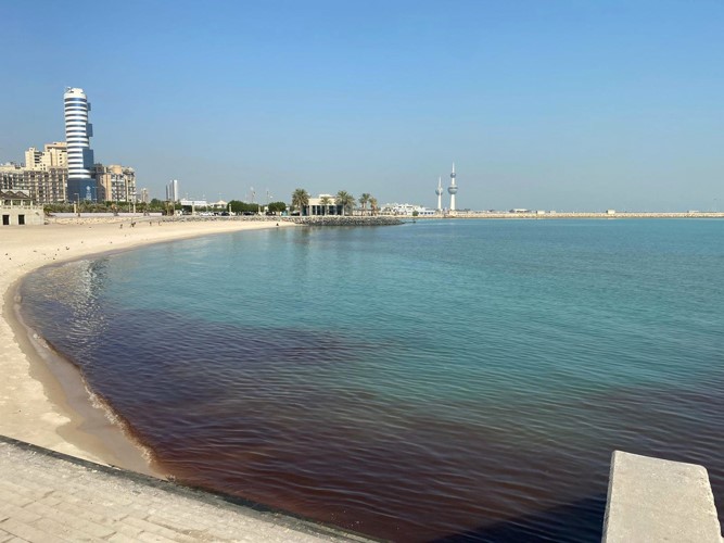 ظاهرة ازدهار الطحالب التي تم رصدها على أحد السواحل