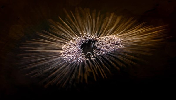 المصور محمد القطان حصل على جائزة التميز (Highly Commended) في محور (The Beauty of Nature)